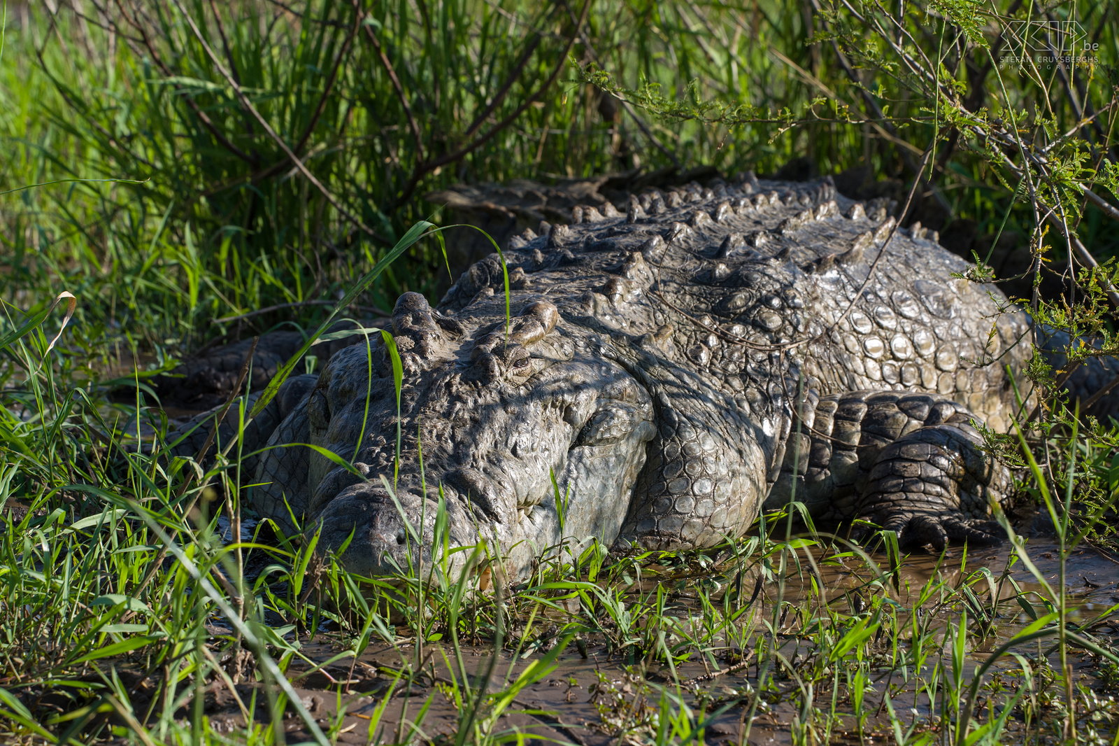 Lake Chamo - Nile crocodile  Stefan Cruysberghs
